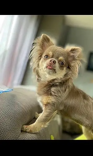 Nom Chihuahua Chien Poupie
