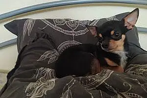 Nom Chihuahua Chien Oreo