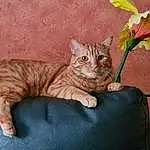 Chat, Plante, Felidae, Fleur, Carnivore, Small To Medium-sized Cats, Moustaches, Faon, Petal, Cat Toy, Comfort, Queue, Domestic Short-haired Cat, Poil, Patte, Flowering Plant, Terrestrial Animal, Herbaceous Plant, Pedicel, Assis