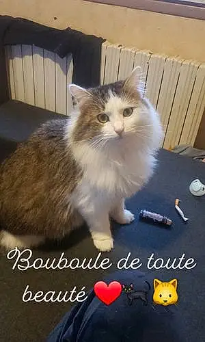 Nom Chat Bouboule