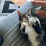 Chat, Small To Medium-sized Cats, Felidae, Moustaches, European Shorthair, Carnivore, Chat de l’Egée, Chatons, Chat tigré, Domestic Short-haired Cat, American Shorthair, Polydactyl Cat, Patte, Poil