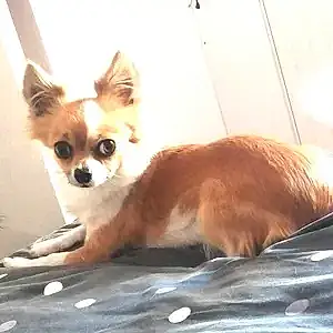 Chihuahua Chien Chanel
