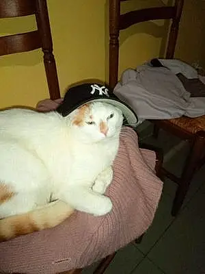 Nom Chat Pirate