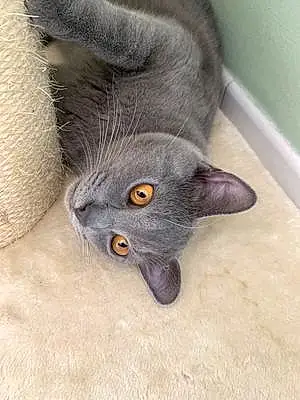 Chartreux Chat Silver