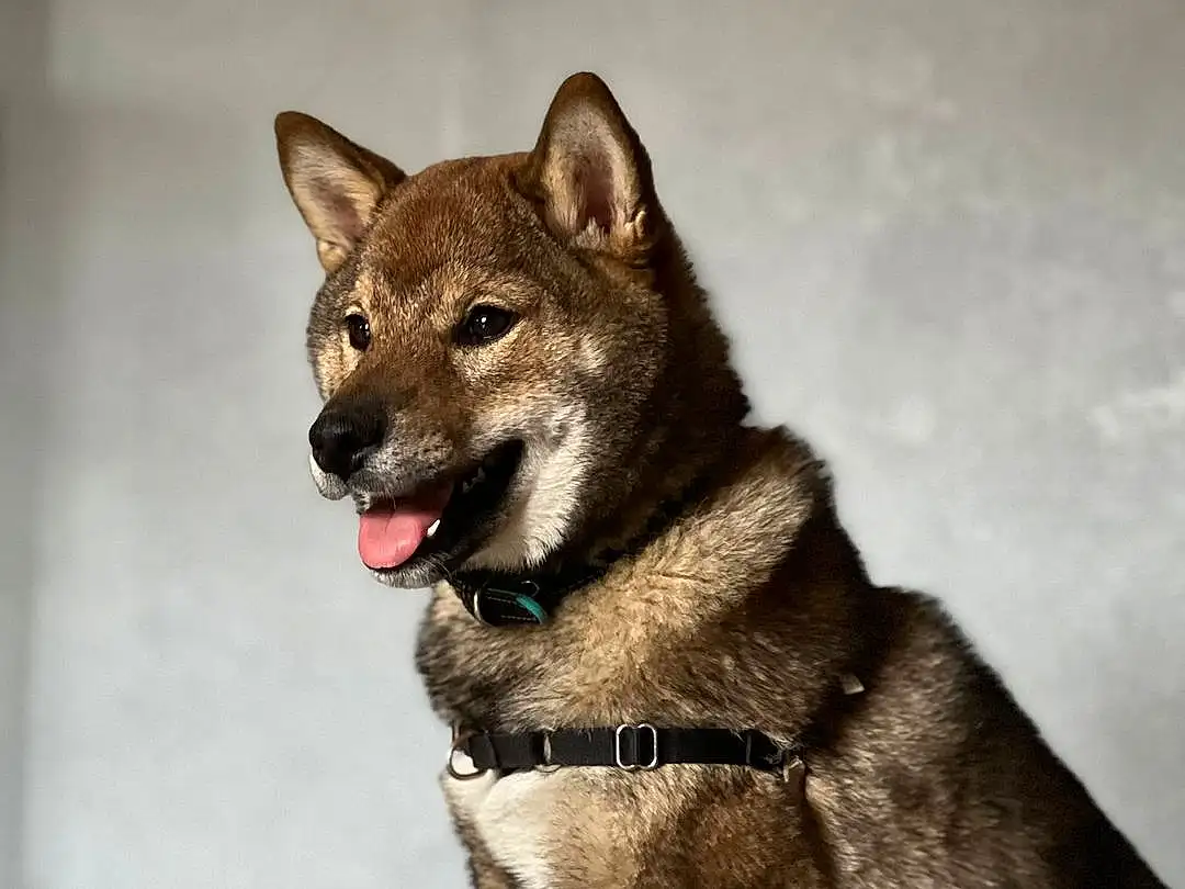 Chien, Carnivore, Jaw, Race de chien, Collar, Faon, Museau, Queue, Canis, Terrestrial Animal, Poil, Working Animal, Canidae, Wolf, Pet Supply, Working Dog, Non-sporting Group, Ancient Dog Breeds