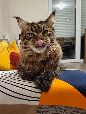 Nom Maine Coon Chat Roucky