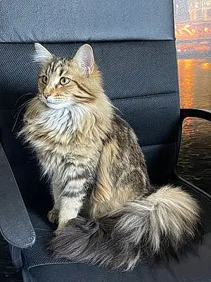 Maine Coon Chat Ruby