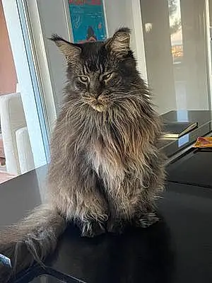 Maine Coon Chat Simba