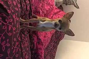 Nom Chihuahua Chien Tim