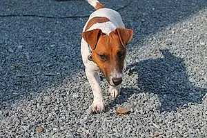Nom Jack Russell Chien Norman