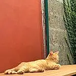Bois, Sculpture, Tints And Shades, Brick, Rectangle, Felidae, Art, Brickwork, Artifact, Trunk, Door, Queue, Facade, Wood Stain, Concrete, Plywood, Shadow, Column, Visual Arts, Small To Medium-sized Cats