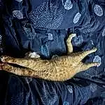 Textile, Sleeve, Felidae, Gesture, Carnivore, Glove, Small To Medium-sized Cats, Queue, Electric Blue, Human Leg, Safety Glove, Linens, Pattern, Nail, Comfort, Poil, Griffe, Fashion Accessory, Wrist, Embellishment