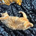 Chat, Felidae, Carnivore, Small To Medium-sized Cats, Orange, Moustaches, Faon, Comfort, Queue, Museau, Poil, Patte, Domestic Short-haired Cat, Griffe, Bois, Linens, Herbe, Sieste, Arbre, Pattern