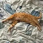 Brown, Textile, Comfort, Felidae, Carnivore, Faon, Small To Medium-sized Cats, Linens, Queue, Terrestrial Animal, Moustaches, Pattern, Art, Chat, Domestic Short-haired Cat, Patte, Poil, Bedding, Griffe, Duvet