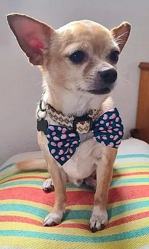 Nom Chihuahua Chien Twist