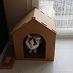 Chat, Felidae, Carnivore, Small To Medium-sized Cats, Pet Supply, Bois, Moustaches, Shipping Box, Packing Materials, Cat Supply, Hardwood, Box, Packaging And Labeling, Cardboard, Carton, Domestic Short-haired Cat, Queue, Room
