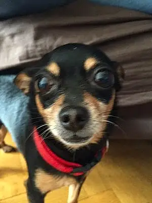 Nom Chihuahua Chien Saxo