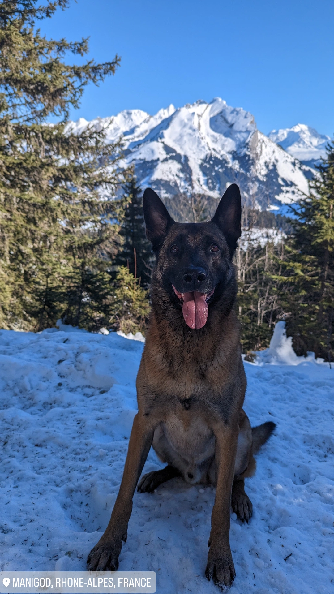 Nom Berger Malinois Chien Ares