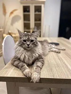 Nom Maine Coon Chat Roy