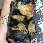Chien, Race de chien, Carnivore, Finger, Chien de compagnie, Museau, Rottweiler, Terrestrial Animal, Poil, Patte, Working Animal, Foot, Nail, Toy Dog, Working Dog, Thumb, Canidae, Guard Dog