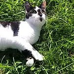 Chat, Plante, Felidae, Herbe, Carnivore, Groundcover, Small To Medium-sized Cats, Moustaches, Queue, Pelouse, Terrestrial Animal, Domestic Short-haired Cat, Grassland, Poil, Herbaceous Plant, Arbre, Pasture, Shrub, Garden