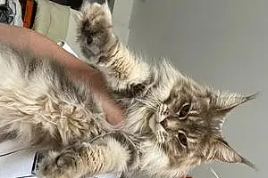 Nom Maine Coon Chat Athena