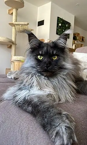 Nom Maine Coon Chat Smoke