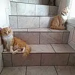 Chat, Felidae, Fenêtre, Carnivore, Bois, Small To Medium-sized Cats, Building, Faon, Moustaches, Queue, House, Door, Poil, Hardwood, Domestic Short-haired Cat, Pet Supply, Terrestrial Animal, Room, Tile