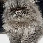 Chat, Carnivore, Felidae, Small To Medium-sized Cats, Moustaches, Iris, Grey, Museau, Close-up, Poil, Terrestrial Animal, Persan, British Longhair