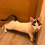 Chat, Felidae, Carnivore, Bois, Small To Medium-sized Cats, Faon, Moustaches, Queue, Museau, Comfort, Hardwood, Domestic Short-haired Cat, Poil, Patte, Terrestrial Animal, Wood Flooring