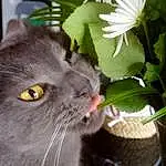 Chat, Plante, Fleur, Carnivore, Felidae, Flowerpot, Houseplant, Small To Medium-sized Cats, Moustaches, Museau, Petal, Herbe, Domestic Short-haired Cat, Poil, Annual Plant, Flowering Plant, Chats noirs, Herb, Herbaceous Plant, Groundcover