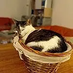 Chat, Felidae, Carnivore, Small To Medium-sized Cats, Moustaches, Bois, Comfort, Cat Supply, Basket, Storage Basket, Hardwood, Pet Supply, Domestic Short-haired Cat, Poil, Bowl, Queue, Cat Furniture, Room