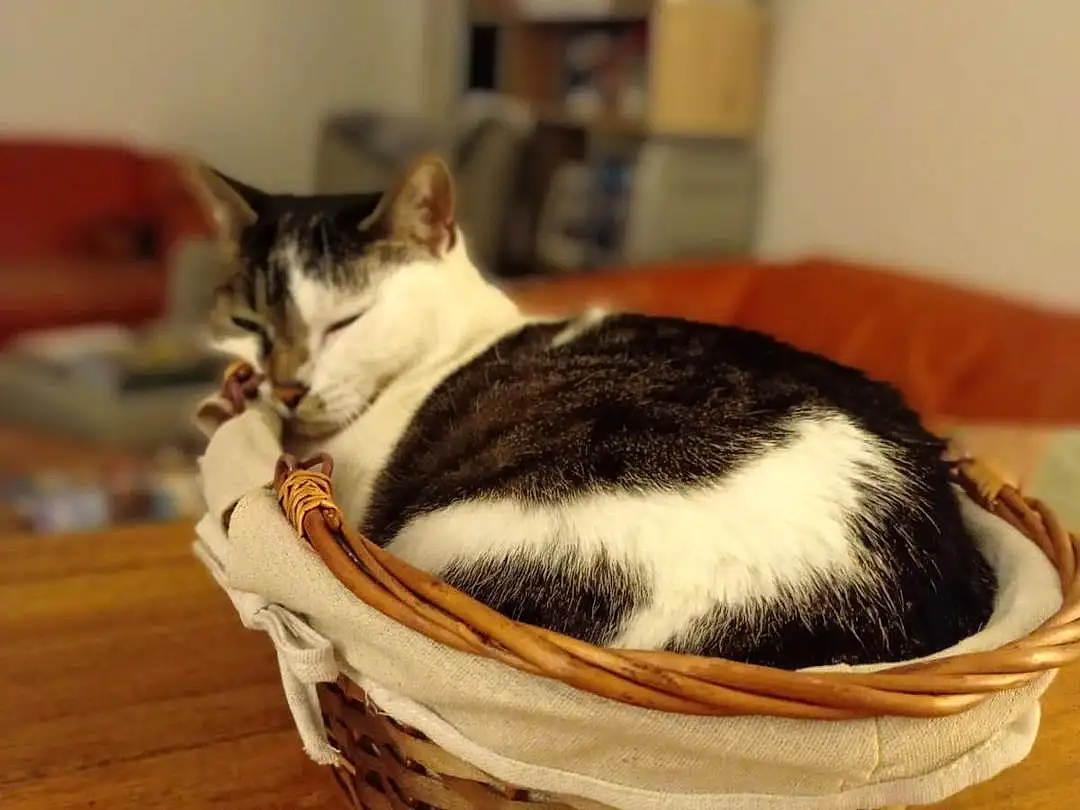 Chat, Felidae, Carnivore, Small To Medium-sized Cats, Moustaches, Bois, Comfort, Cat Supply, Basket, Storage Basket, Hardwood, Pet Supply, Domestic Short-haired Cat, Poil, Bowl, Queue, Cat Furniture, Room
