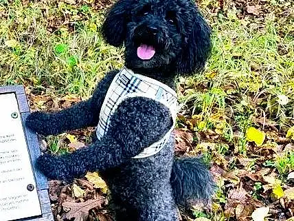 Chien, Water Dog, Botany, Herbe, Carnivore, Plante, Race de chien, Chien de compagnie, Poodle, Toy Dog, Soil, Shrub, Poil, Groundcover, Queue, Standard Poodle, Terrier, Canidae, Stuffed Toy