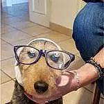 Lunettes, Chien, Vision Care, Race de chien, Jaw, Oreille, Carnivore, Eyewear, Working Animal, Chien de compagnie, Faon, Selfie, Personal Protective Equipment, Goggles, Museau, Happy, Moustaches, Cabinetry