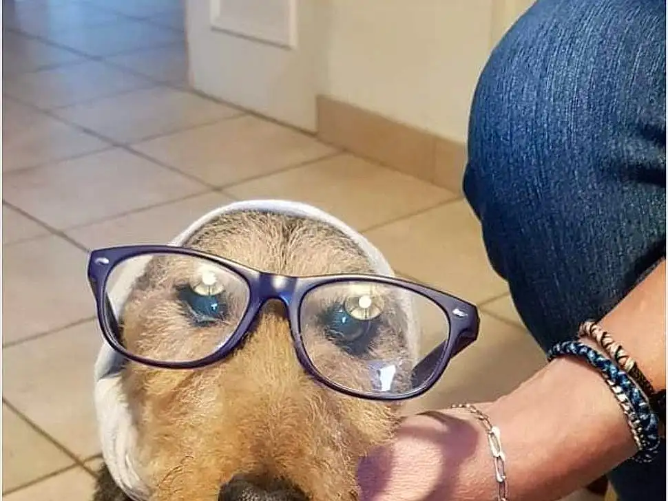 Lunettes, Chien, Vision Care, Race de chien, Jaw, Oreille, Carnivore, Eyewear, Working Animal, Chien de compagnie, Faon, Selfie, Personal Protective Equipment, Goggles, Museau, Happy, Moustaches, Cabinetry