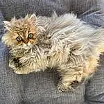 Chat, Felidae, Carnivore, Small To Medium-sized Cats, Moustaches, Grey, Faon, Museau, Terrestrial Animal, Queue, Poil, Comfort, Griffe, Chien de compagnie, Persan, Patte, Art, British Longhair, Domestic Short-haired Cat, Canidae