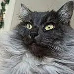 Chat, Yeux, FenÃªtre, Felidae, Carnivore, Small To Medium-sized Cats, Moustaches, Grey, Iris, Museau, British Longhair, Poil, Terrestrial Animal, Domestic Short-haired Cat, Chats noirs, Queue