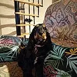 Chien, Carnivore, Comfort, Interior Design, Race de chien, Tints And Shades, Chien de compagnie, Curtain, Linens, Working Animal, Shelf, Pattern, Bed, Room, Bedroom, Bedding, Bed Sheet