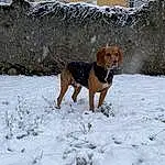 Chien, Neige, Carnivore, FenÃªtre, Race de chien, Faon, Freezing, Hiver, Queue, Working Animal, Canidae, Building, Working Dog, Pet Supply, Hunting Dog, Dog Supply