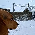 Chien, Neige, Race de chien, Carnivore, Faon, Working Animal, Collar, Freezing, Liver, Museau, Slope, Ciel, Hiver, Canidae, House, Pet Supply, Dog Collar, Chien de compagnie, Electricity