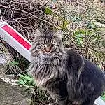 Chat, Felidae, Carnivore, Small To Medium-sized Cats, Moustaches, Terrestrial Animal, Herbe, Museau, Plante, Poil, Maine Coon, Soil, Queue, British Longhair, NorvÃ©gien, Groundcover