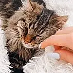 Chat, Felidae, Carnivore, Moustaches, Small To Medium-sized Cats, Museau, Plante, Queue, Domestic Short-haired Cat, Poil, Patte, Comfort, Griffe, Arbre, Maine Coon, Sieste, Hiver