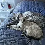 Chat, Felidae, Comfort, Carnivore, Small To Medium-sized Cats, Grey, Moustaches, Poil, Domestic Short-haired Cat, Linens, Bois, Couch, Queue, Patte, Bedding, Bottle, Sieste, Room, Griffe