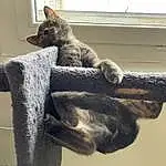 Chat, FenÃªtre, Grey, Bois, Felidae, Queue, Museau, Comfort, Moustaches, Bird, Terrestrial Animal, Poil, Small To Medium-sized Cats, Domestic Short-haired Cat, Art, Rope, Twig, Griffe