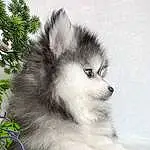 Chien, Carnivore, Race de chien, Chien de compagnie, Spitz allemand, Museau, Working Animal, Spitz moyen, Poil, Canidae, Working Dog, Volpino Italiano, Canis, Terrestrial Animal, Eyelash, Ancient Dog Breeds, Non-sporting Group, Moustaches
