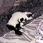 Chat, Comfort, Textile, Carnivore, Felidae, Moustaches, Small To Medium-sized Cats, Race de chien, Queue, Terrestrial Animal, Pattern, Poil, Canidae, Chien de compagnie, Carmine, Linens, Patte, Domestic Short-haired Cat, Room
