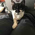 Chat, Comfort, Carnivore, Felidae, Moustaches, Small To Medium-sized Cats, Poil, Domestic Short-haired Cat, Human Leg, Patte, Assis, Darkness, Noir & Blanc, Linens, Queue, Monochrome, Bedding