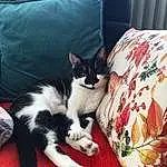 Chat, Comfort, Textile, Felidae, Plante, Carnivore, Small To Medium-sized Cats, Moustaches, Pillow, Linens, Domestic Short-haired Cat, Queue, Poil, Throw Pillow, Bedding, Herbe, Patte, Human Leg, Pattern, Lap