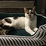 Chat, Felidae, Carnivore, Small To Medium-sized Cats, Comfort, Moustaches, Queue, Museau, Cat Supply, Pet Supply, Poil, Domestic Short-haired Cat, Patte, Linens, Assis, Noir & Blanc, Cat Furniture, Sieste, Fenêtre